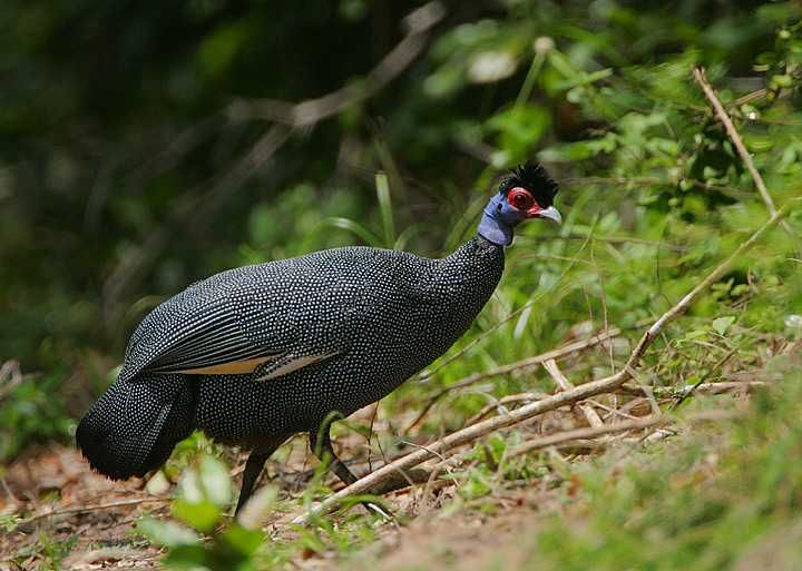 Casal de Guttera pucherani.