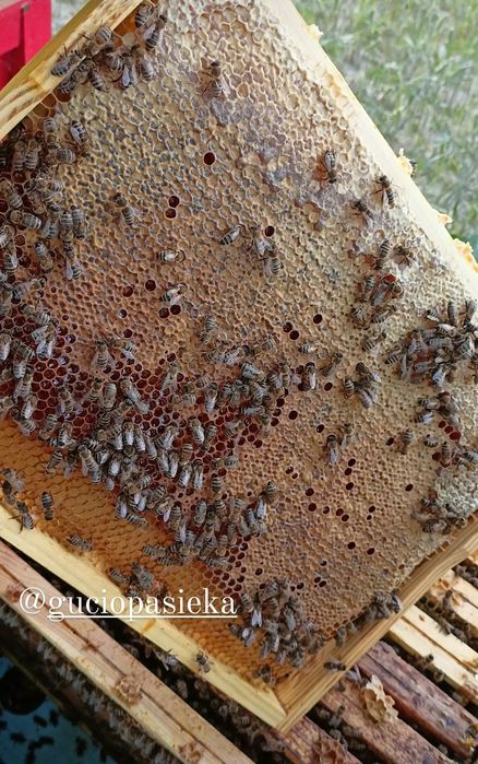 Miód spadziowy liściasty z wysyłką