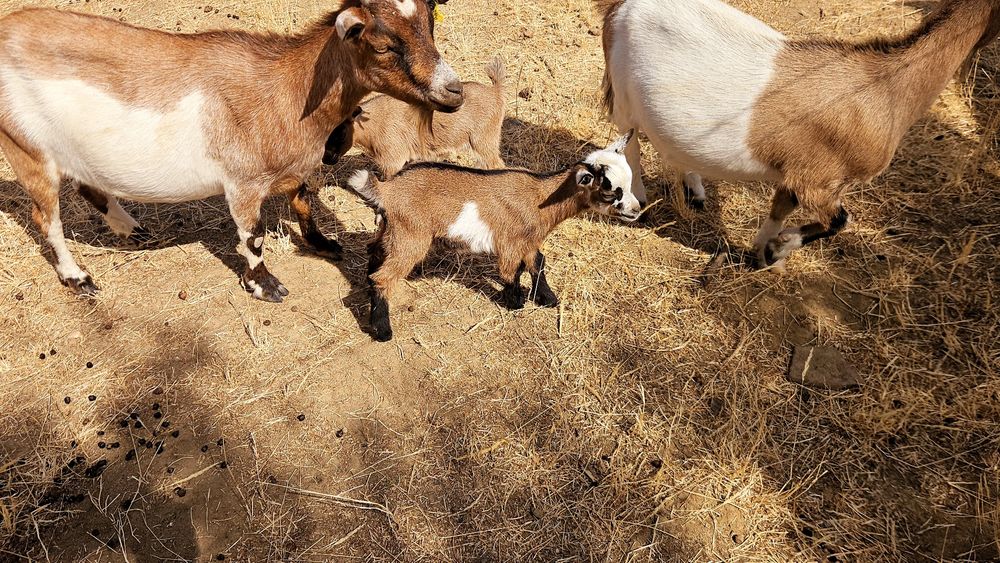 Cabrinhas micro anãs