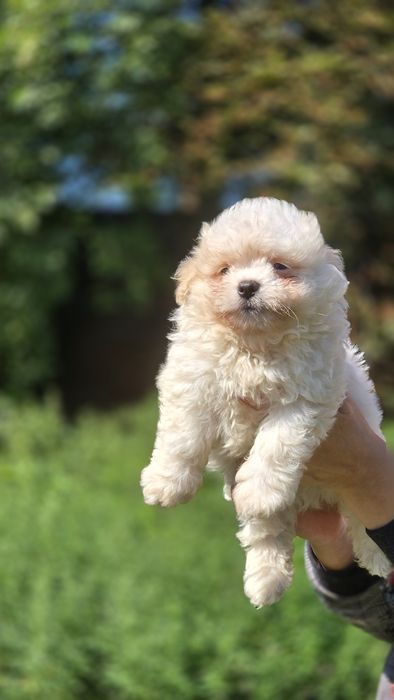 Maltipoo cudowna suczka