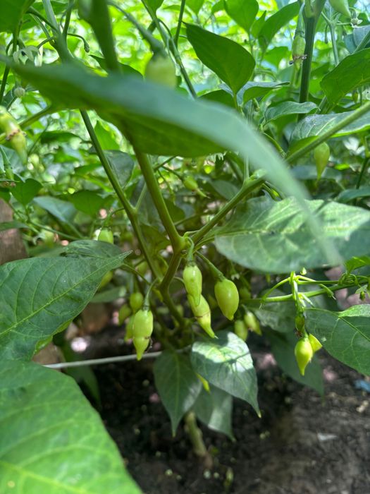 Nasiona papryki chupetinho white