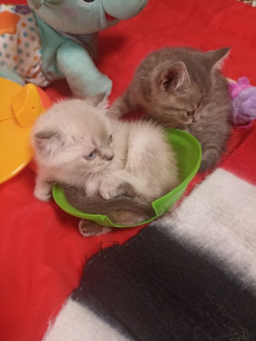 Шотландські кошенята