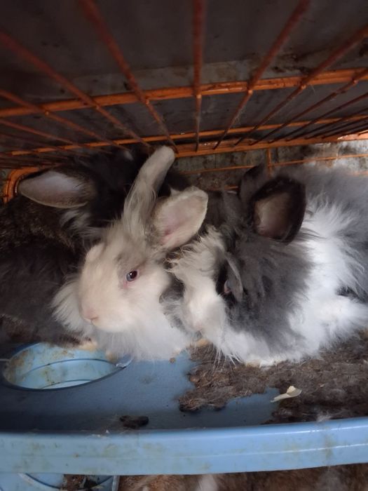 Vendo coelhos várias cores e tamanhos