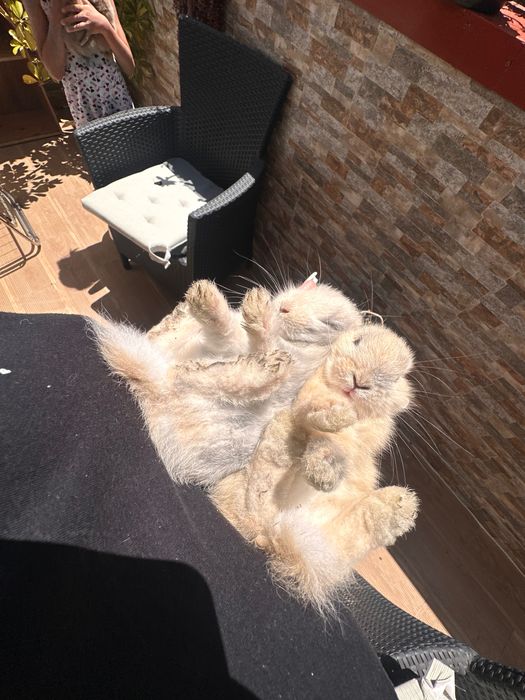 Coelhinhos a venda coelhos