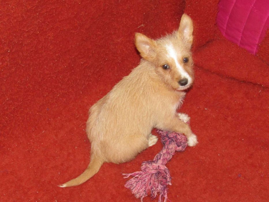 Podengo Português Médio Cerdoso LOP/Pedigree/Afixo.