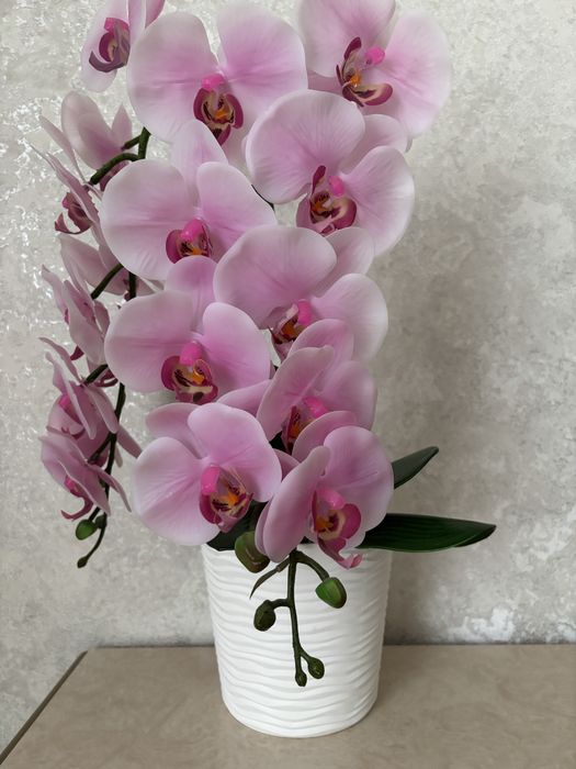 Орхідея. Кімнатні квіти