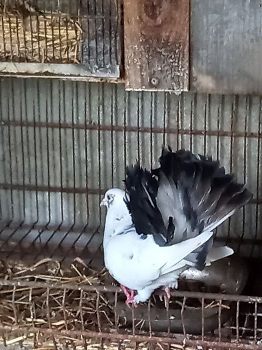 Pombos brancos  leque