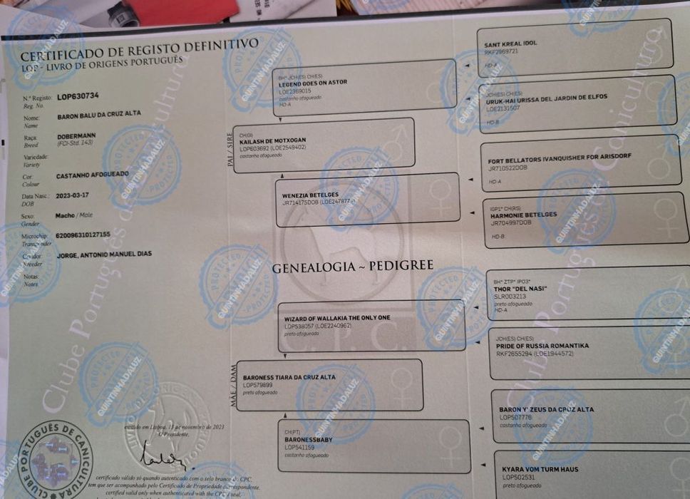 Excelente Cachorro  Doberman