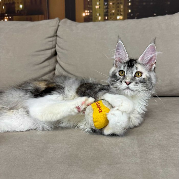 Клубный котенок Мейн-Кун в серебряном окрасе. Девочка
