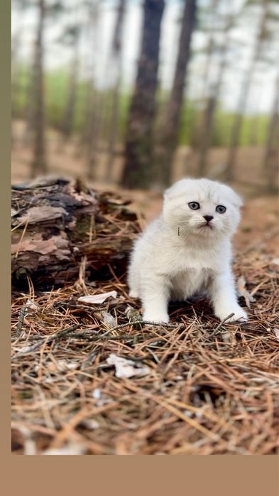 Срібна киця шотландська дівчинка шотландка висловуха