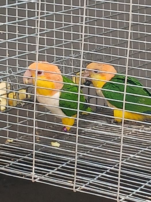 Marianinhas cabeça amarela  criadas pelos pais