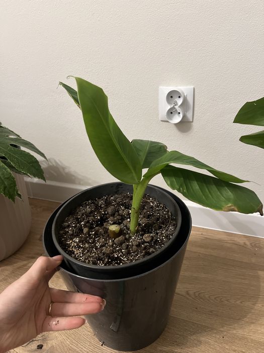 Bananowiec 30 cm