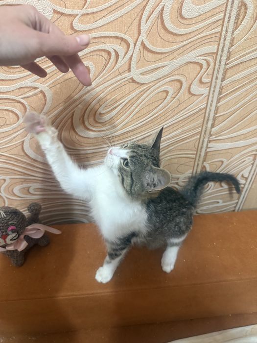 Котик шукає добру сімʼю