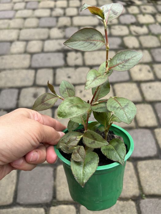 Плющі кімнатні шикардозні