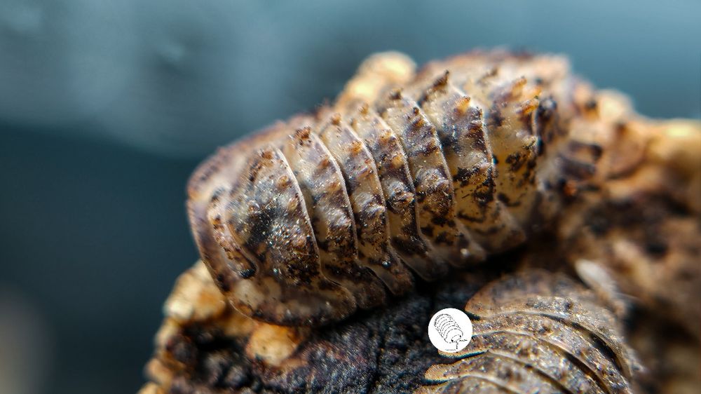Isopody, prosionki, ekipa sprzątająca Armadillidae Crocodillo