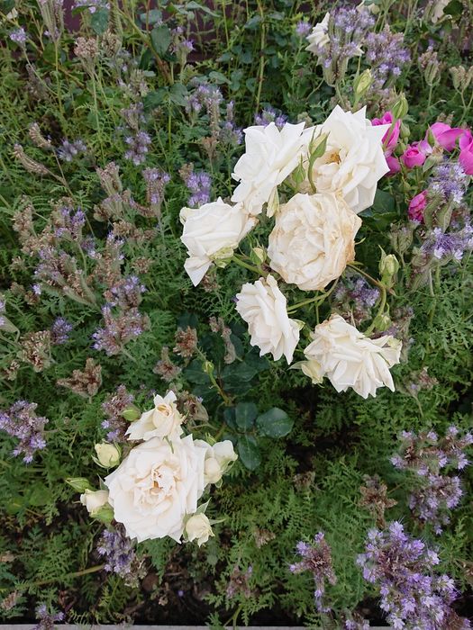 Продам троянди дорослі кущі