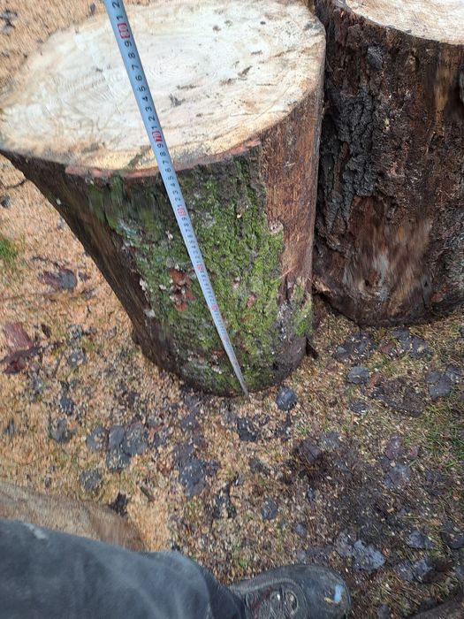 Dąb Pniaki pieńki pinki do rąbania drewna