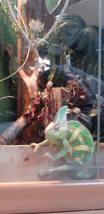 Terrarium z zawartością dla jaszczurki