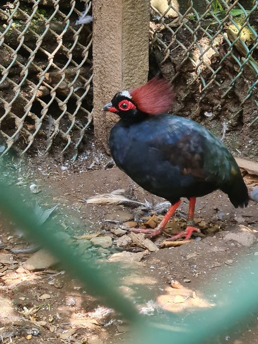 Macho perdiz roul roul