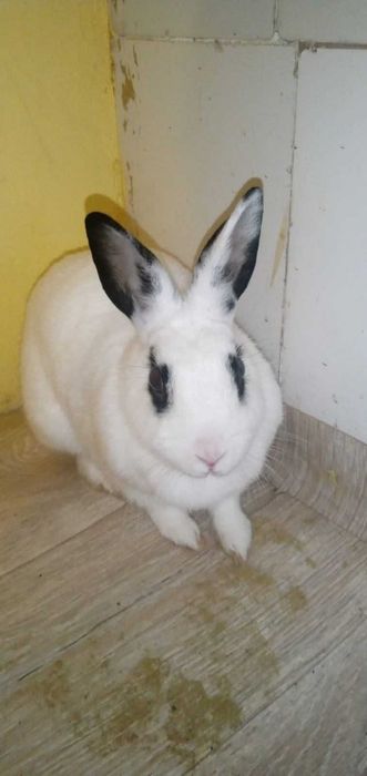 Królik Bella biało czarna