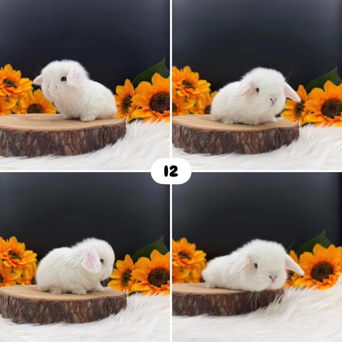 Króliczek Mini Loop