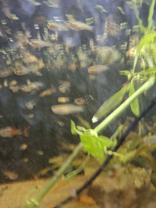 Gupiki englera i pawie