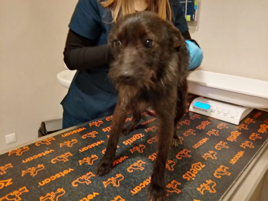 Ali suczka z interwencji do adopcji