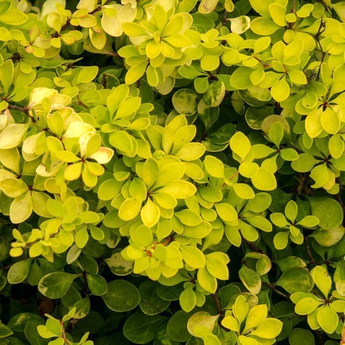 Berberys Thunberga 'Golden Horizon' Złoty Żółty (Berberis thunbergii)