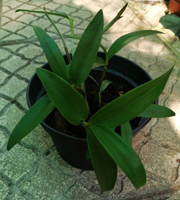 Dendrobium kingianum