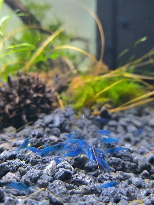 Pack 20 neocaridinas blue dream 22 euros
