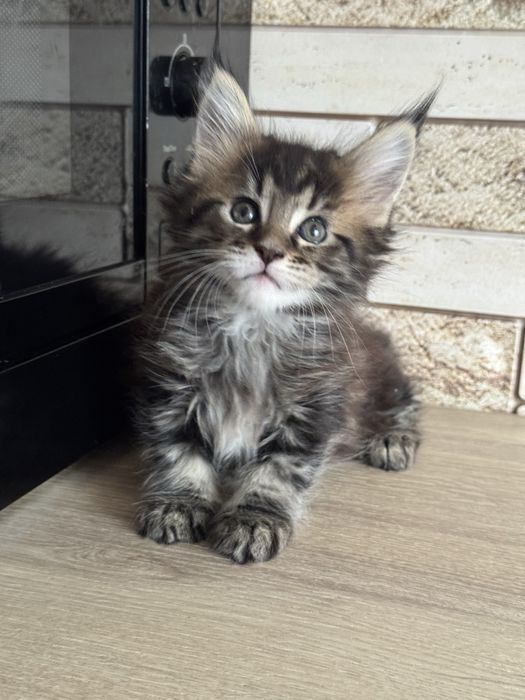 Продам( Торг ) котенка мейн-кун( девочка, черепаха) гентесты