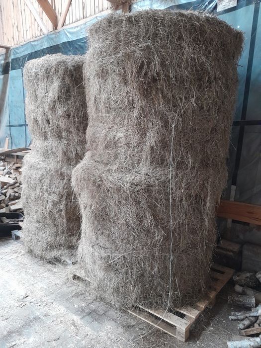 Balot siano zbiór 2025