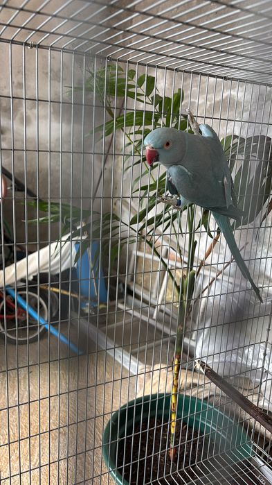Ringnecks azuis