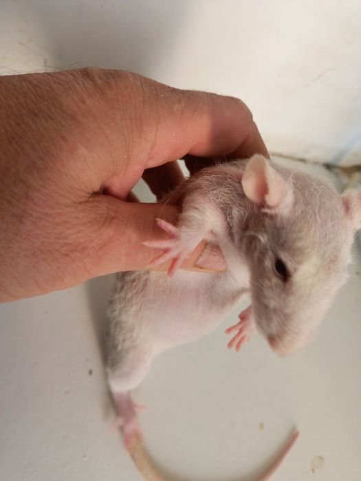 Щурик сфінкс криска