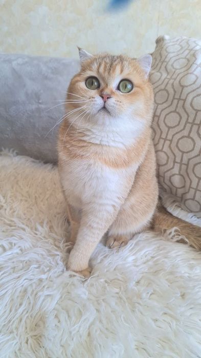 Шотландська дівчинка золота шиншила