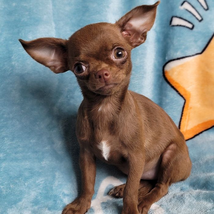 Дівчинка міні-міні розміру