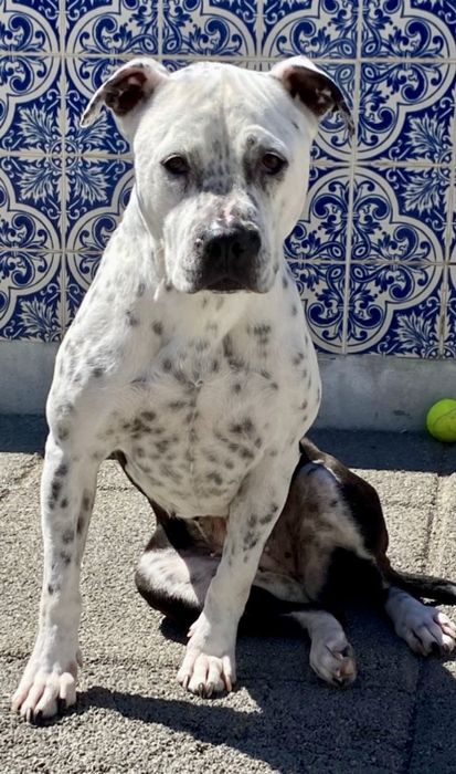 Cadela Pitbull para adoção responsável
