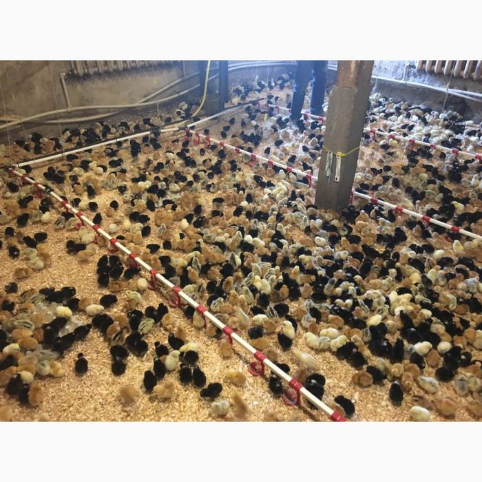 Добові та підрощені курчата,качки,гуси,індики