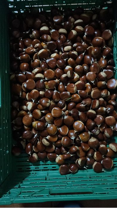 Castanhas Martainhas da Lapa / Sernancelhe / Aguiar da Beira | Qualidade Superior