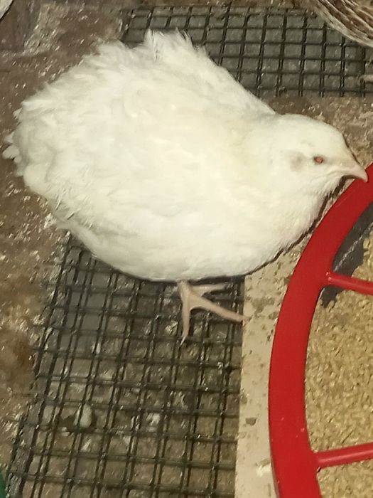 Ovos de Codornizes Gigantes Galados (várias mutações)