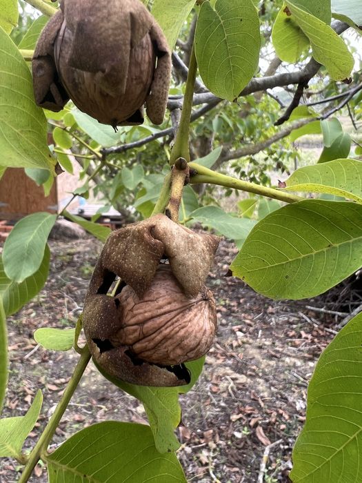 Terreno agricola de 7400m² Calhandriz - lisboa
