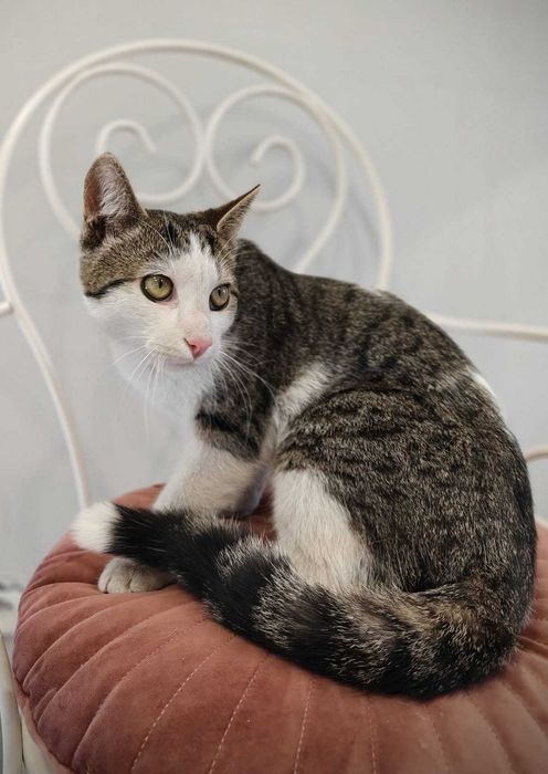 Kiwuś – kocia miłość, która nie zna barier. Adoptuj!