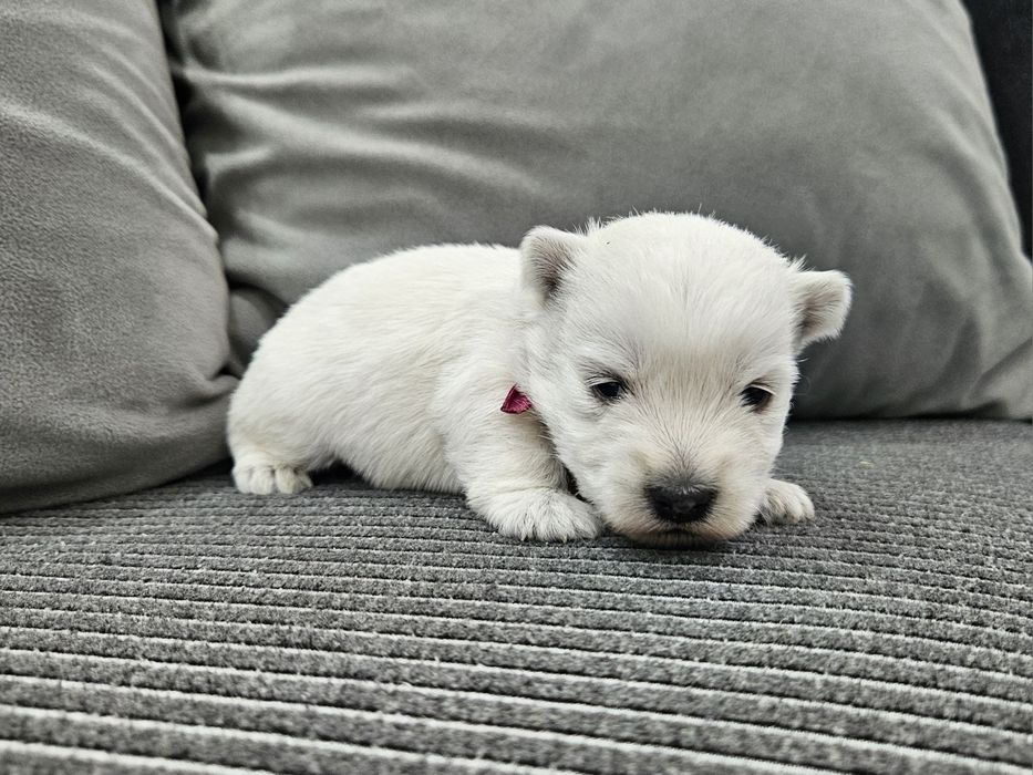 West Highland White Terrier