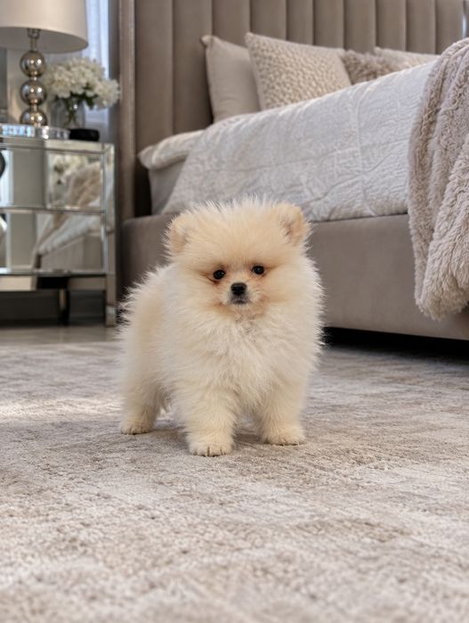 Pomeranian chłopak mini