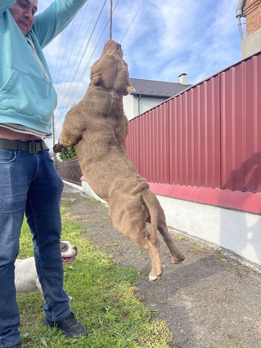 Американський Булли