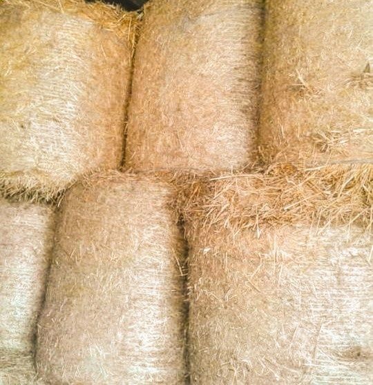 Słoma 2025 – bele okrągłe 120x120 – około 30 sztuk