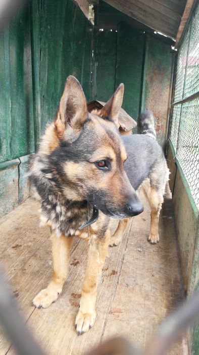 Собака в хороші руки