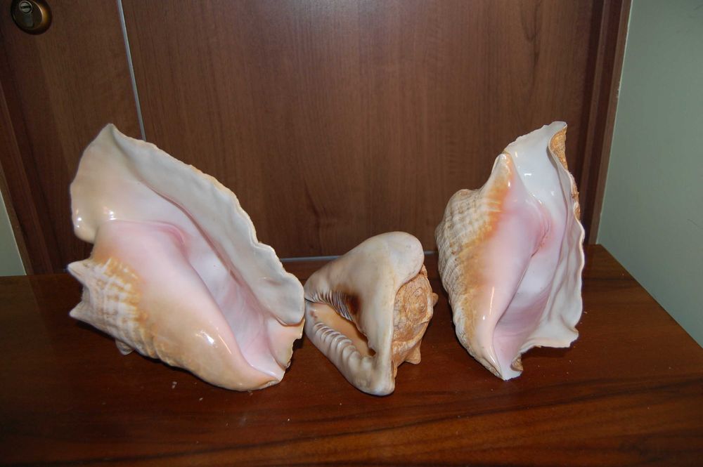 Большая океанская ракушка Куба 60-70е Велика океанська мушля