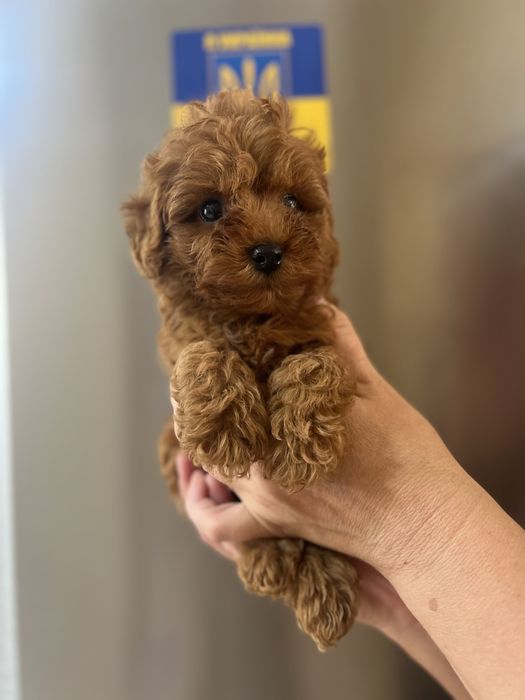 Хлопчик мальтіпу