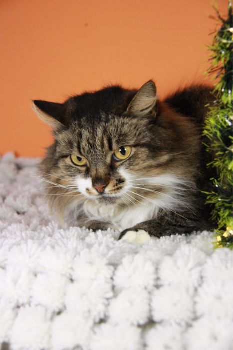 Киця Глаша з Покровська